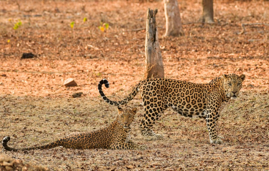 Pair of Leopards, Kabini